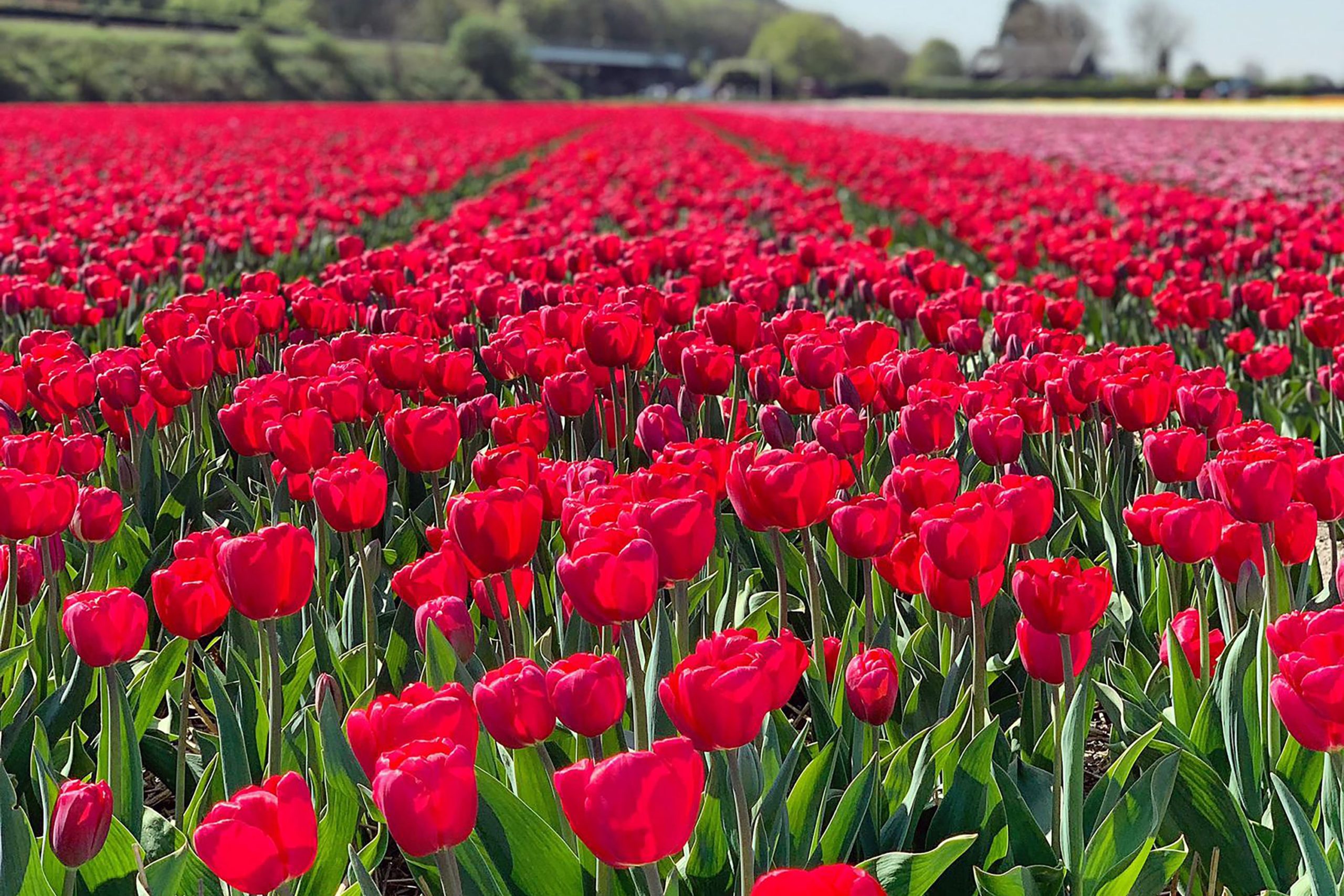 Are Tulips the Next Big Skin-Care Ingredient? Bloomeffects Is Betting on It