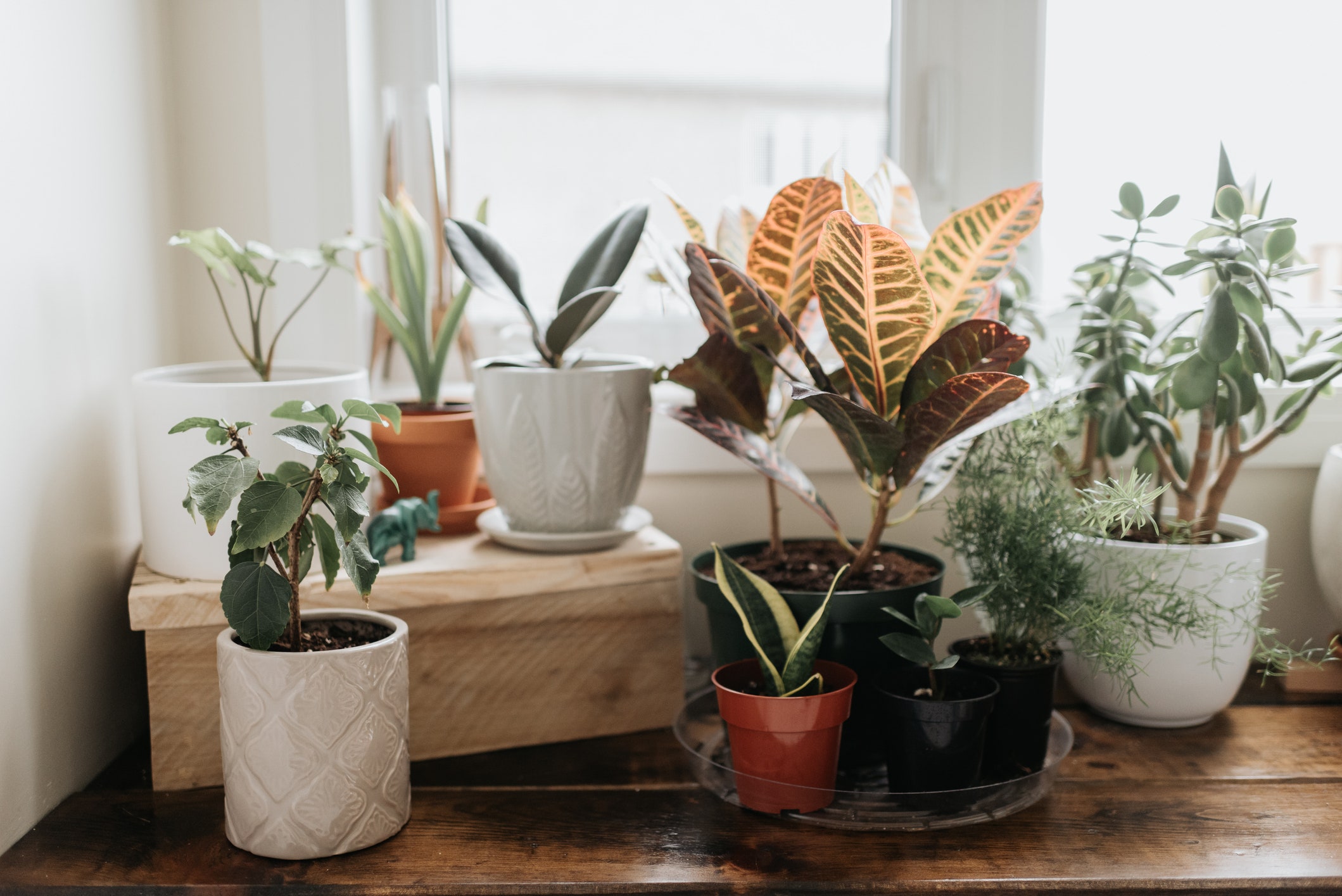 6 Low-Maintenance Houseplants Even Beginners Can Keep Alive